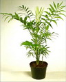 Chamaedorea elegans